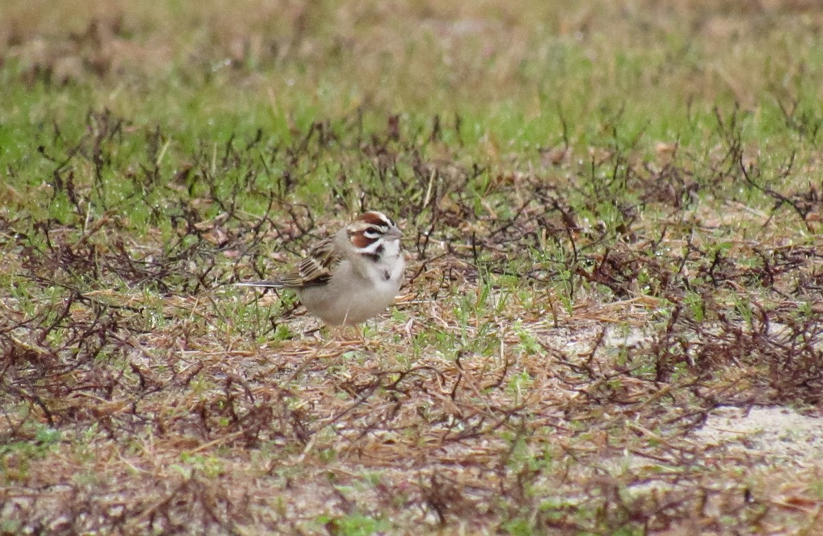 Lark Sparrow - ML142105351
