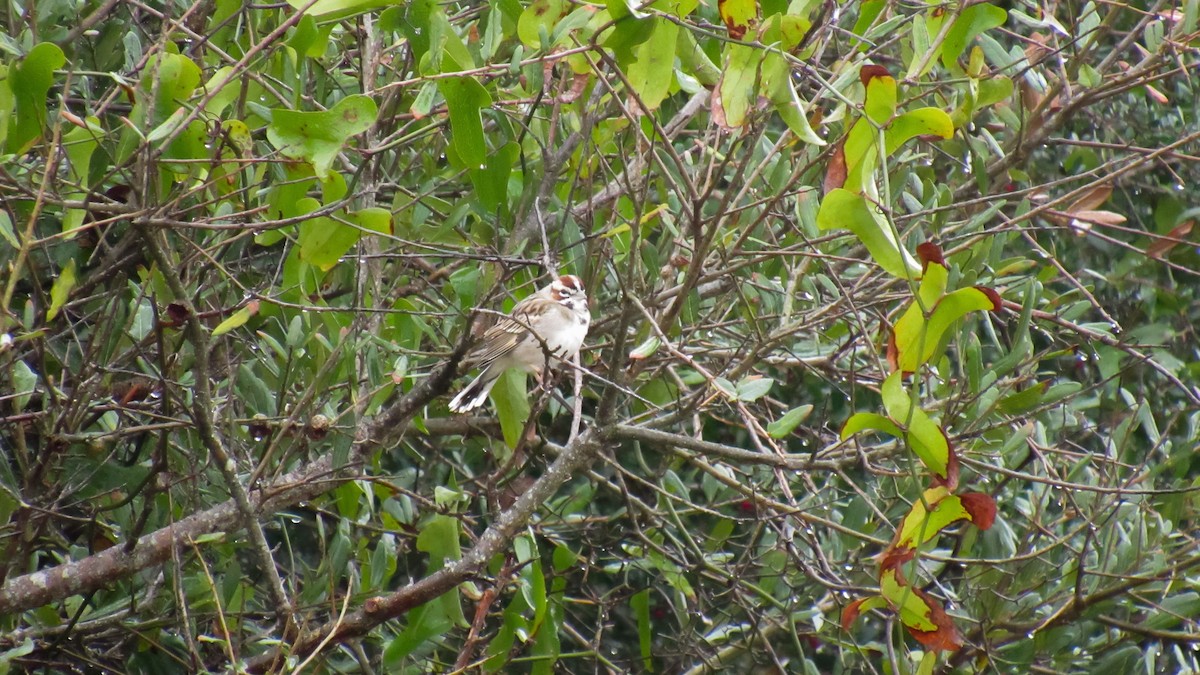 Lark Sparrow - ML142105371