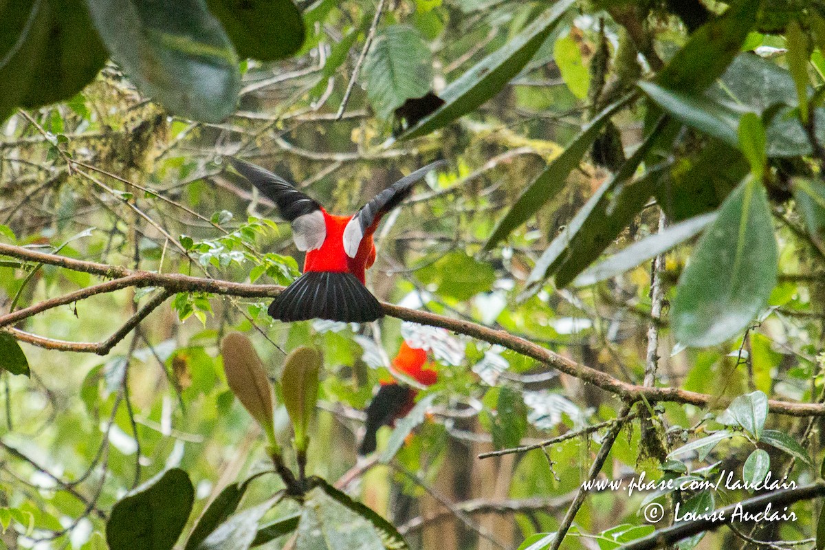 Andean Cock-of-the-rock - ML142106041