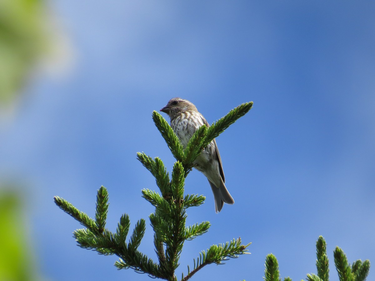 Purple Finch - ML142106141