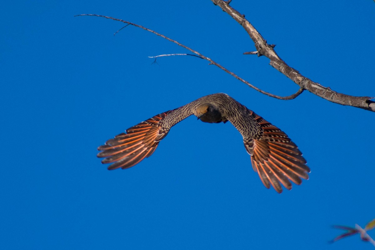 Northern Flicker - ML142106421