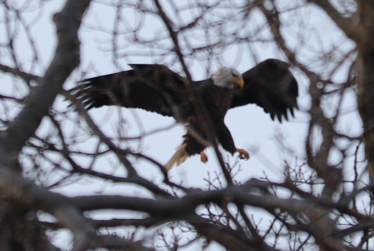 Bald Eagle - ML142107921