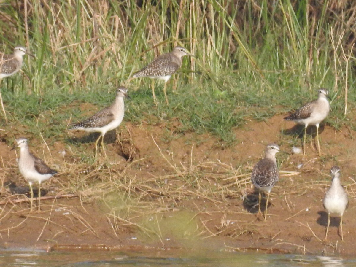 Wood Sandpiper - ML142109641
