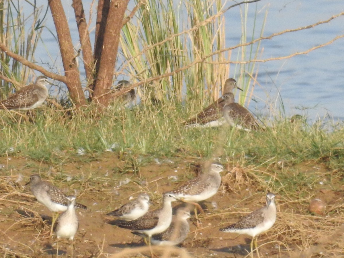 Wood Sandpiper - ML142109661