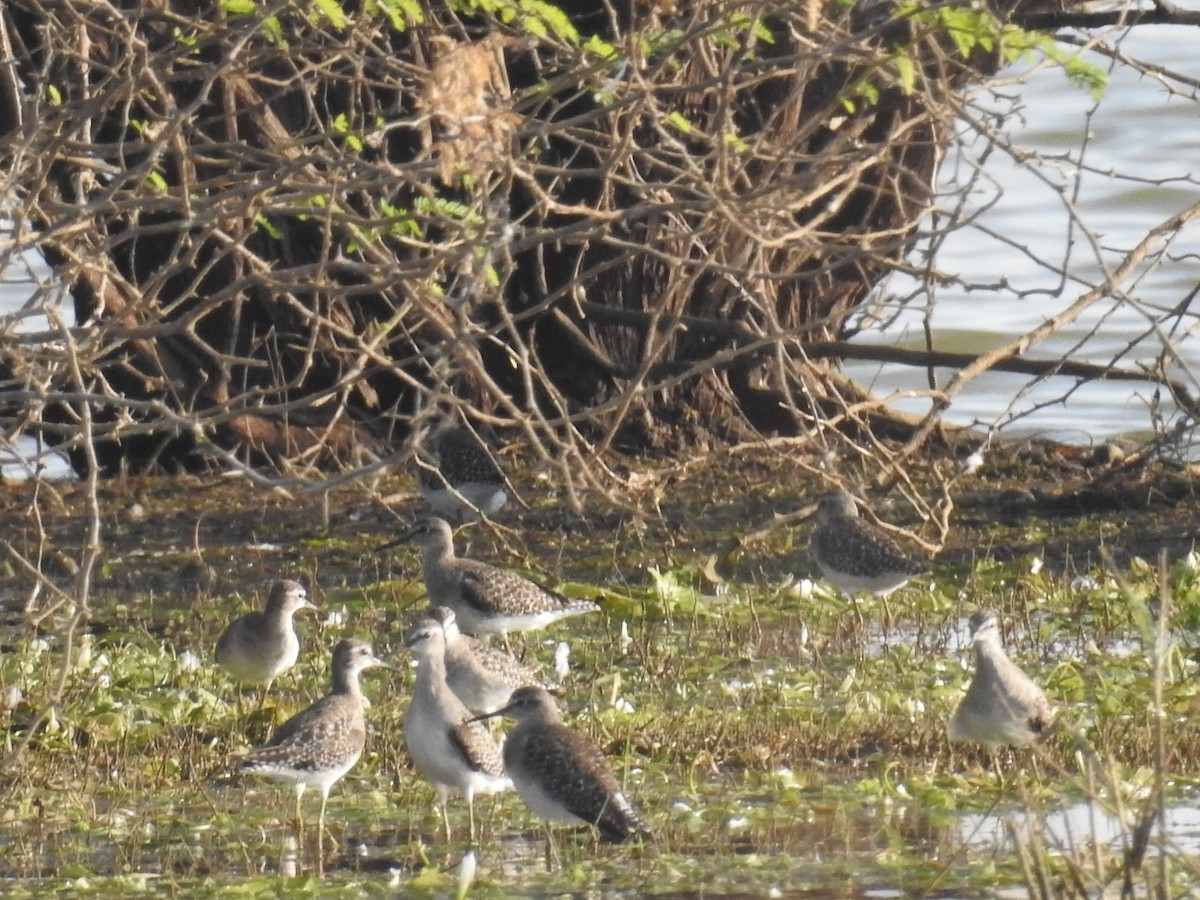 Wood Sandpiper - ML142109671