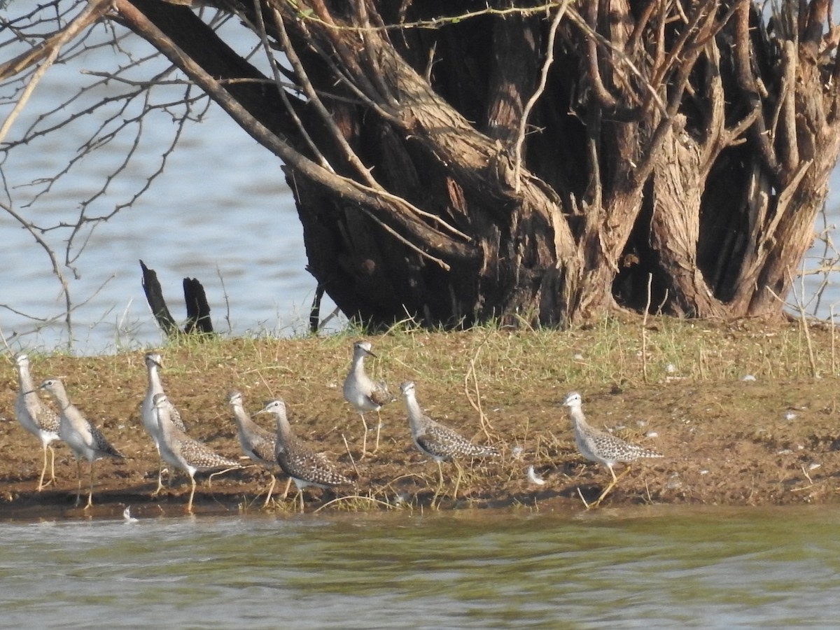 Wood Sandpiper - ML142109681
