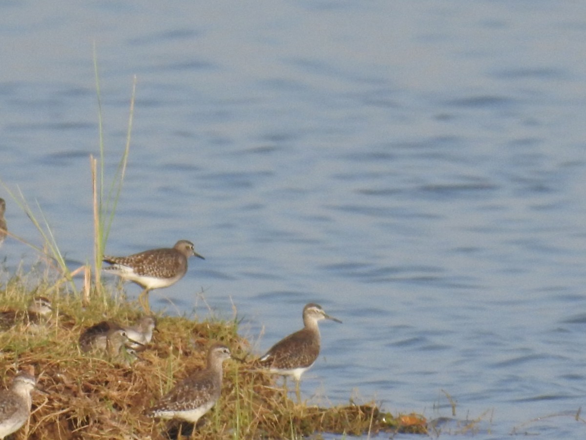 Wood Sandpiper - ML142109721