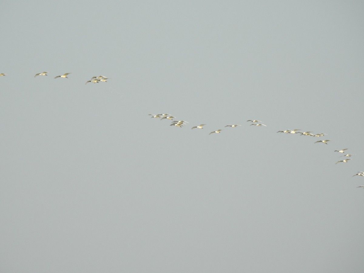 Black-headed Ibis - ML142109821