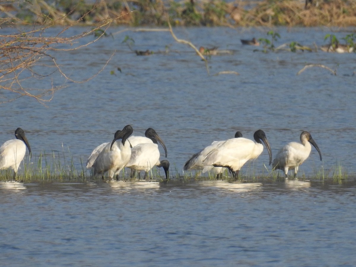Black-headed Ibis - ML142109851