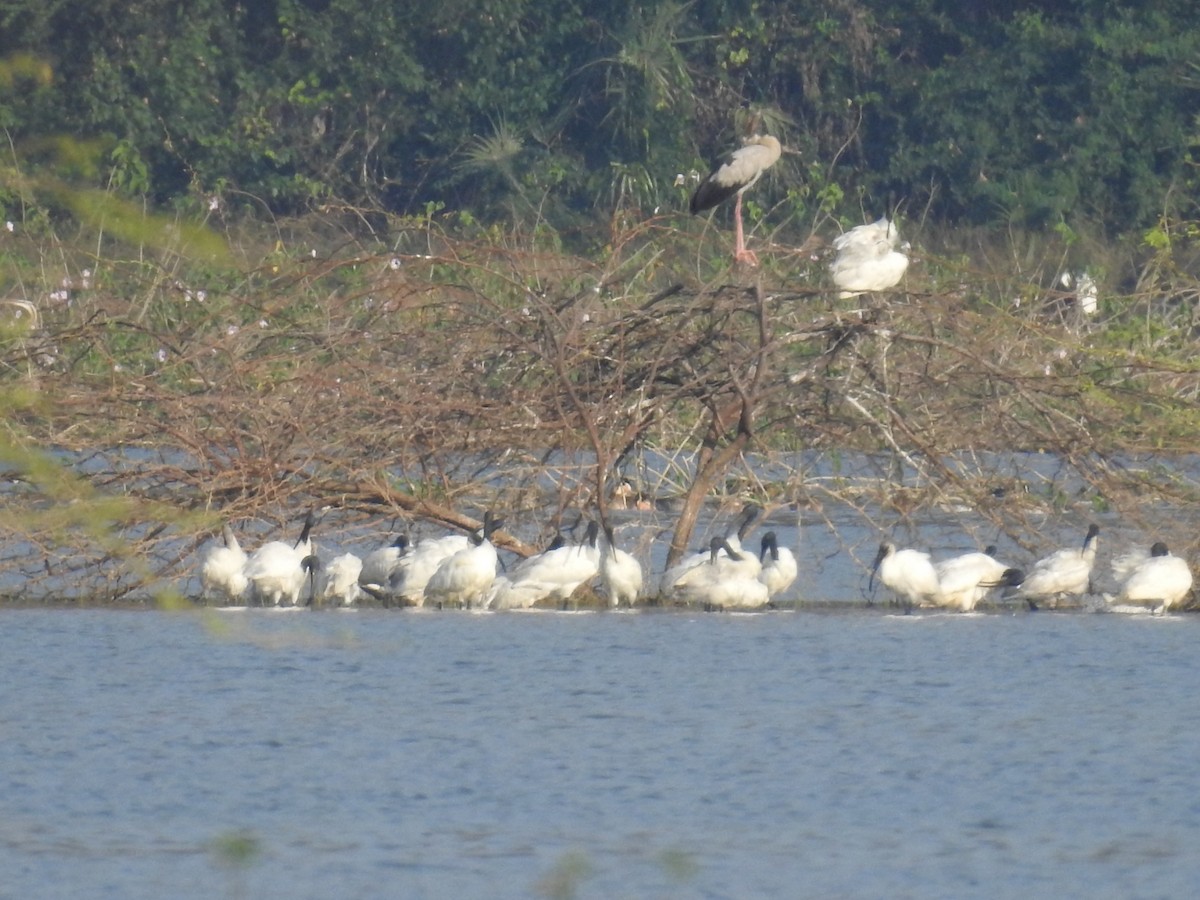Black-headed Ibis - ML142109871