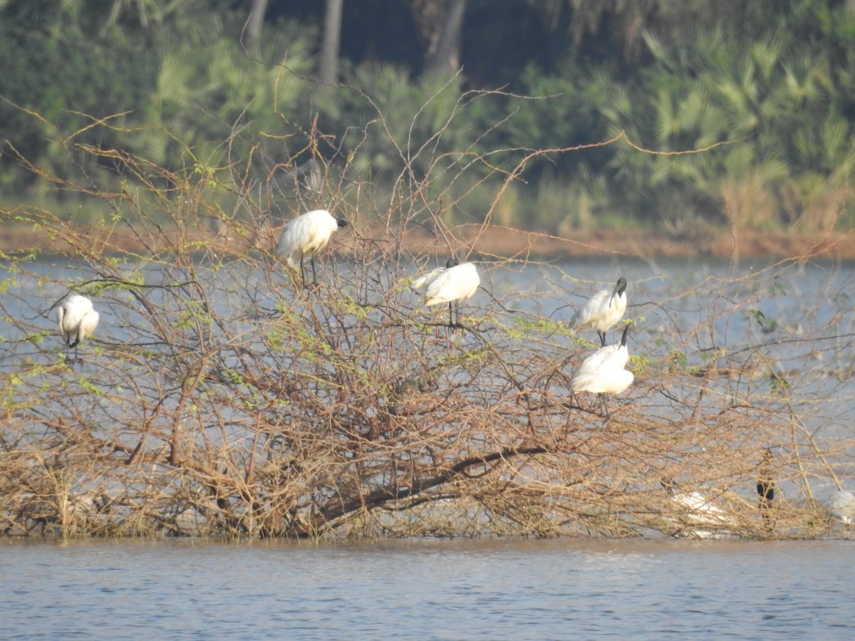 Black-headed Ibis - ML142109891