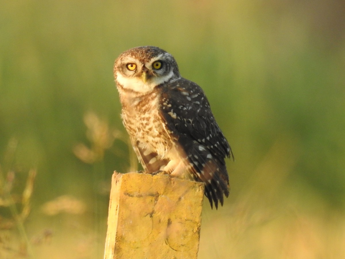 Spotted Owlet - ML142109961