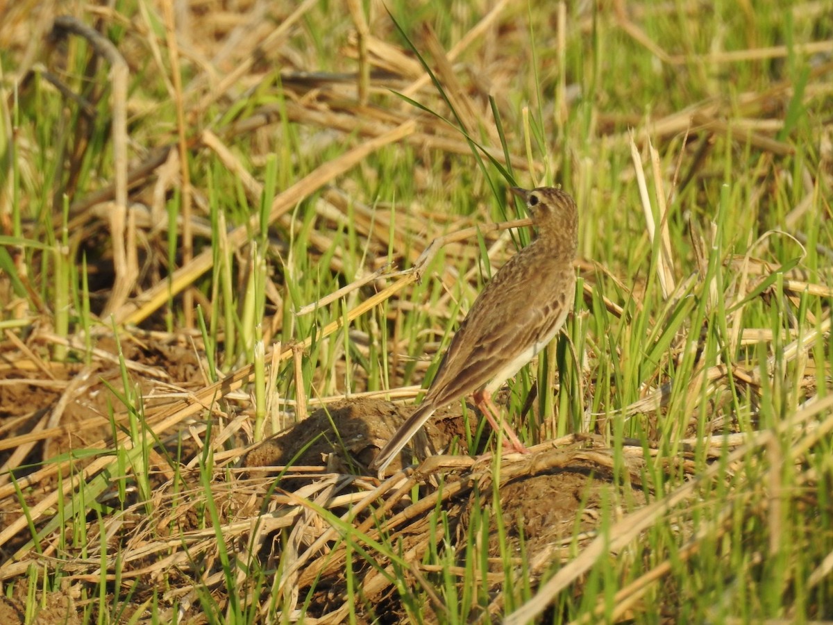 Paddyfield Pipit - ML142110341