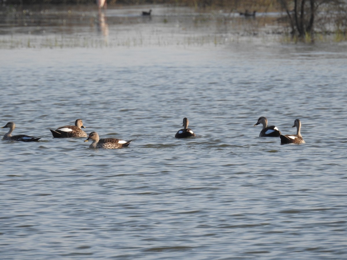 Indian Spot-billed Duck - ML142110901