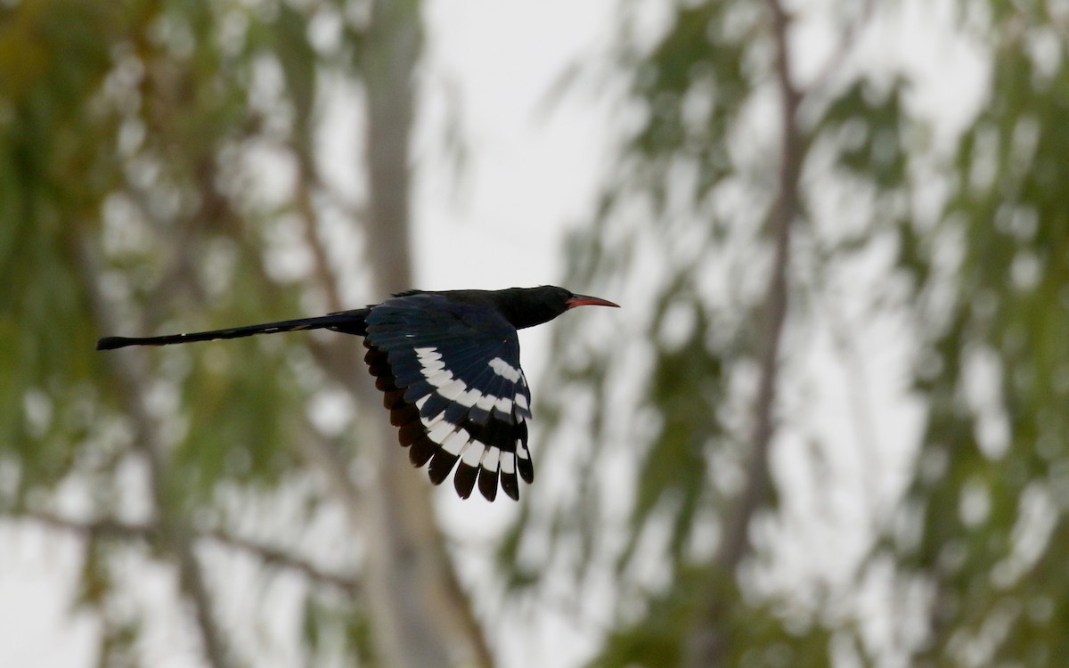 Green Woodhoopoe - Jay McGowan