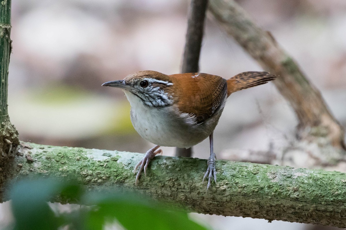 Rufous-and-white Wren - Anonymous