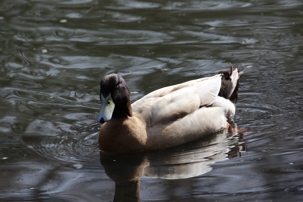 Mallard (Domestic type) - ML142112891