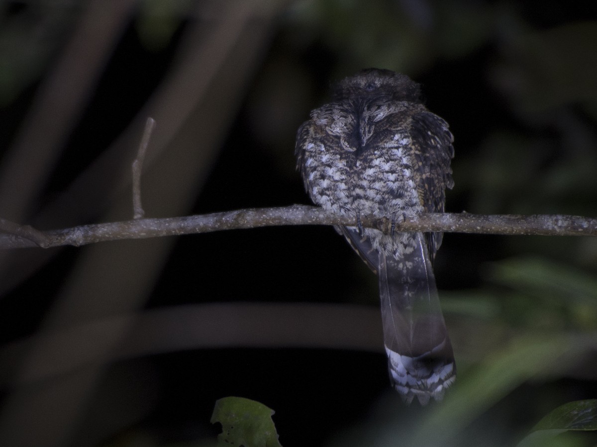 Yucatan Poorwill - ML142113281