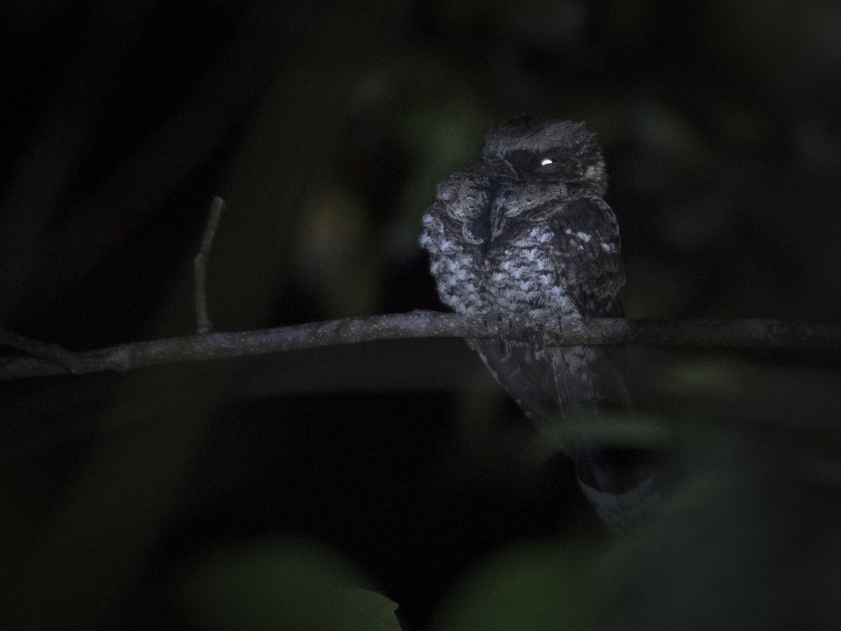 Yucatan Poorwill - ML142113541