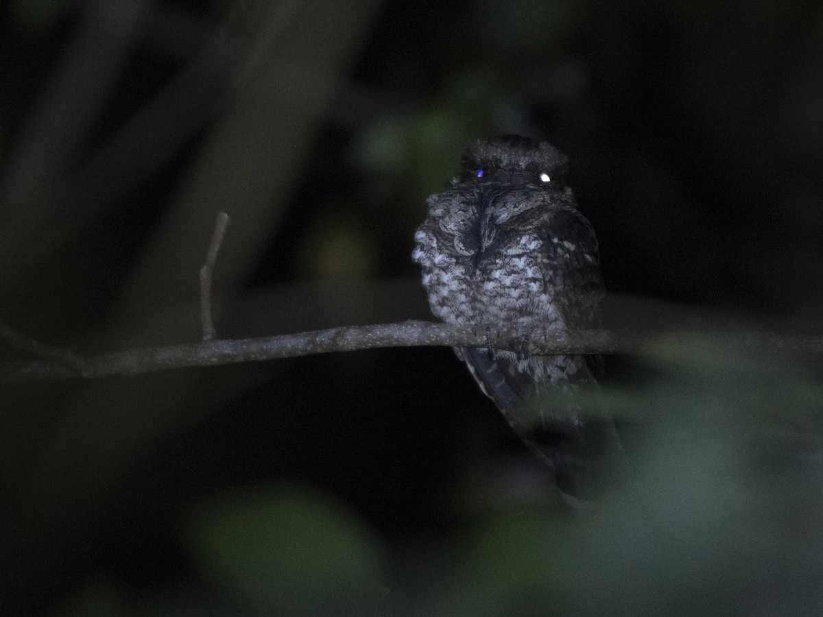 Yucatan Poorwill - ML142113551