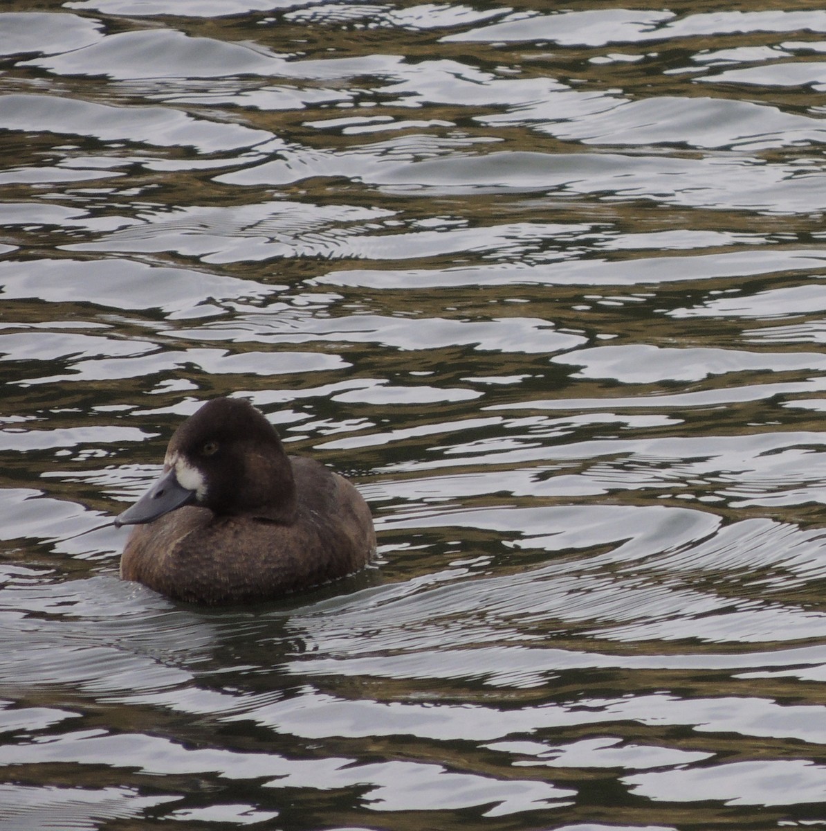 Lesser Scaup - ML142114991