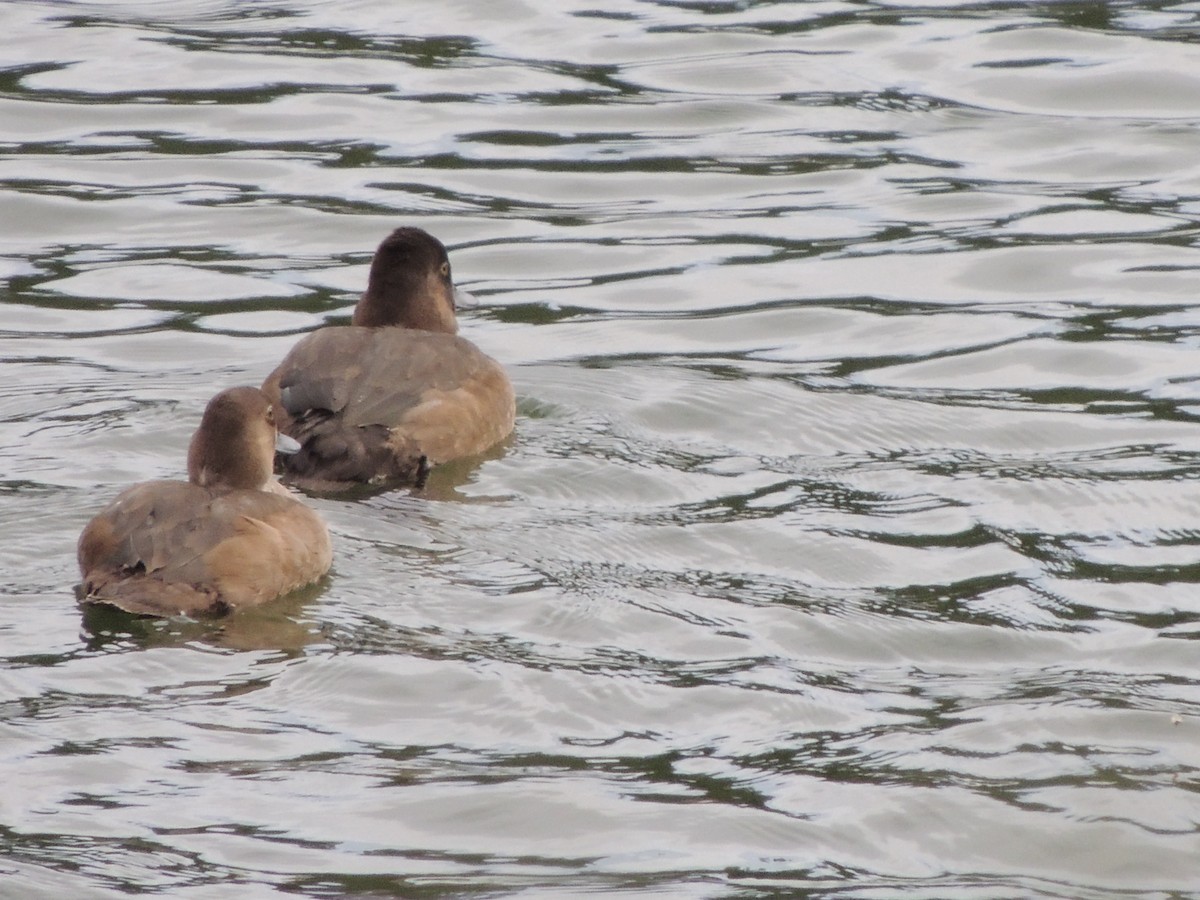 Lesser Scaup - ML142115011