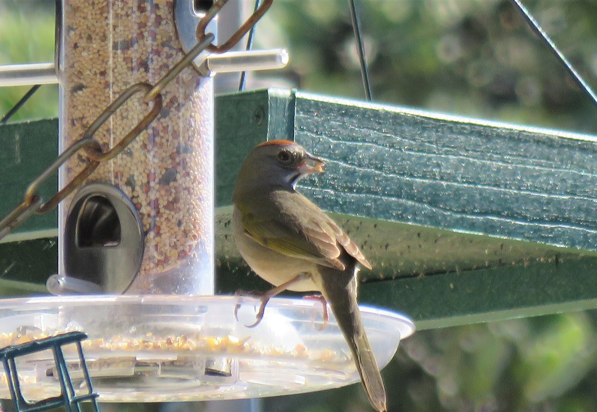 Green-tailed Towhee - ML142115631