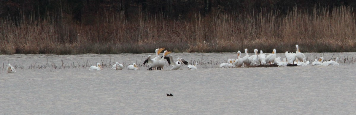 American White Pelican - Marion Schiefer