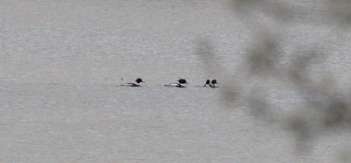 Red-breasted Merganser - ML142115731