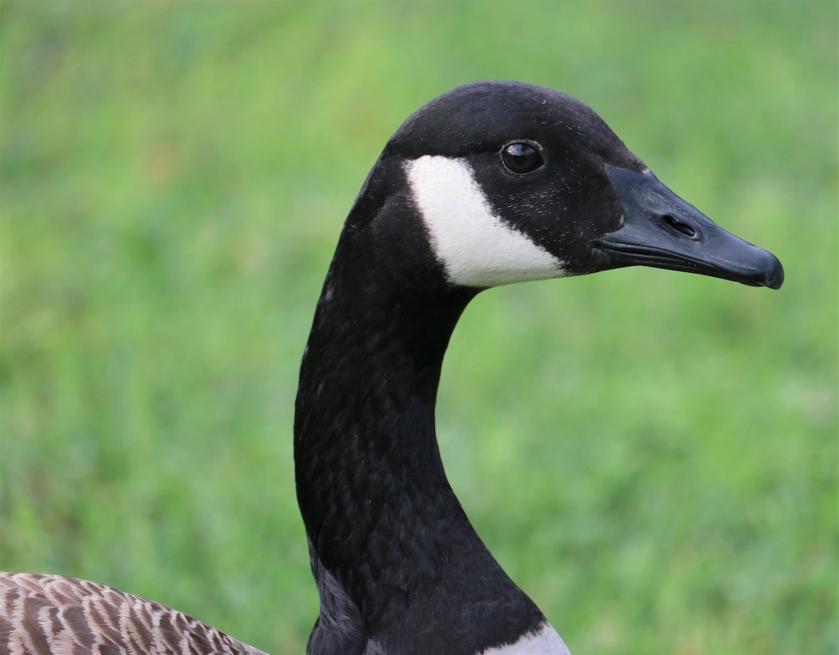 Canada Goose - ML142116341