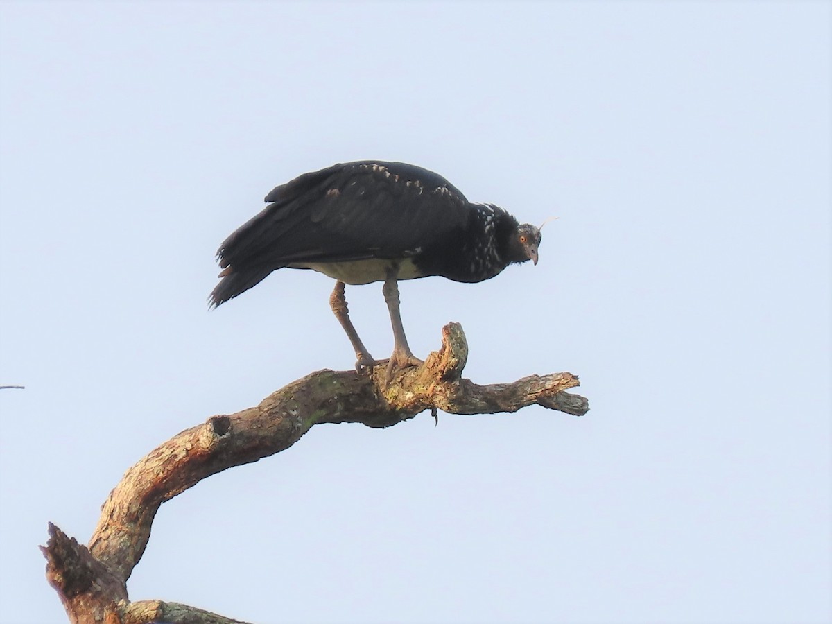 Horned Screamer - Joan Baker