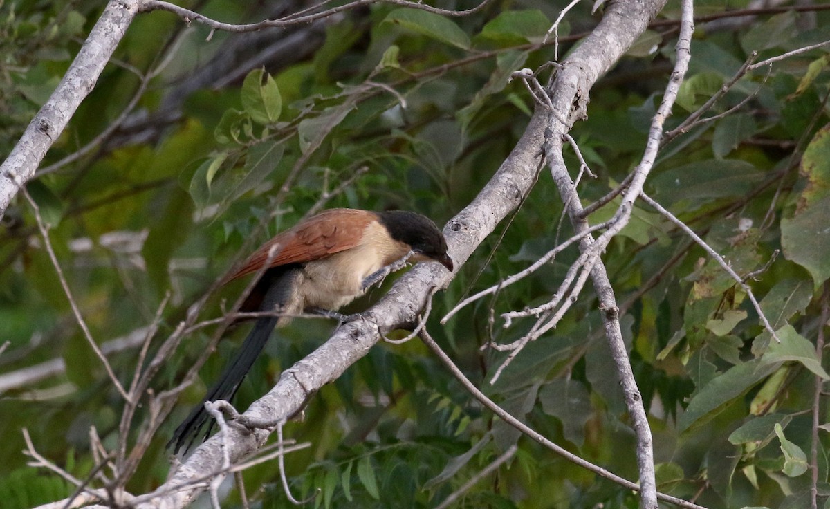 Senegal Coucal - ML142117731