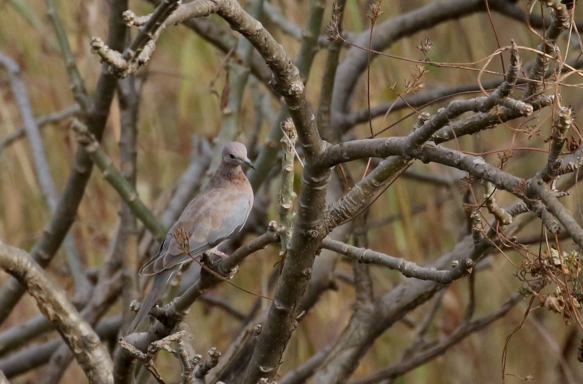 Laughing Dove - ML142118931