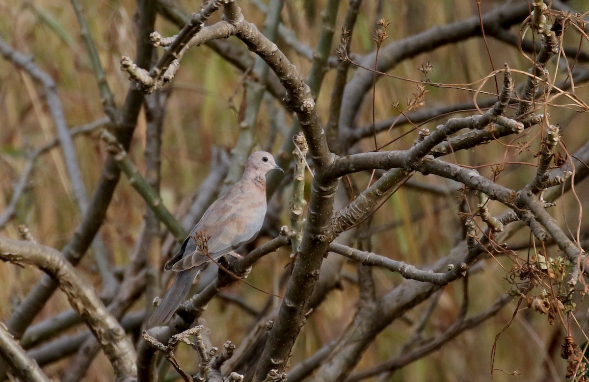 Laughing Dove - ML142118941