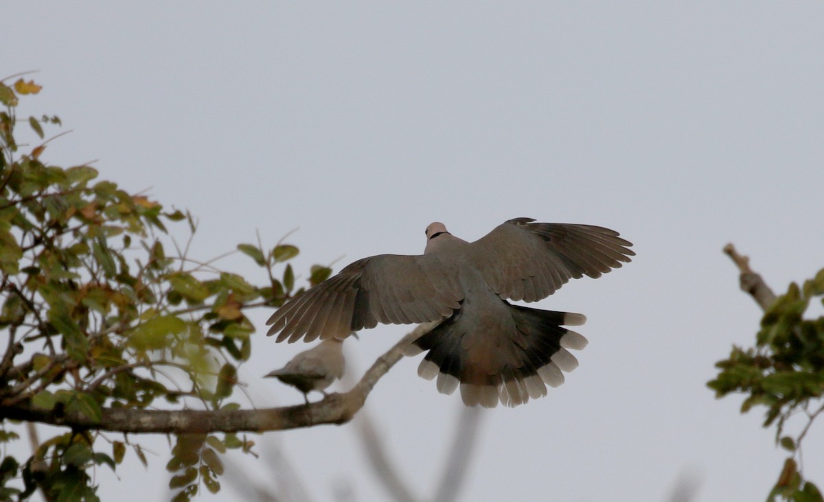 Red-eyed Dove - ML142119461