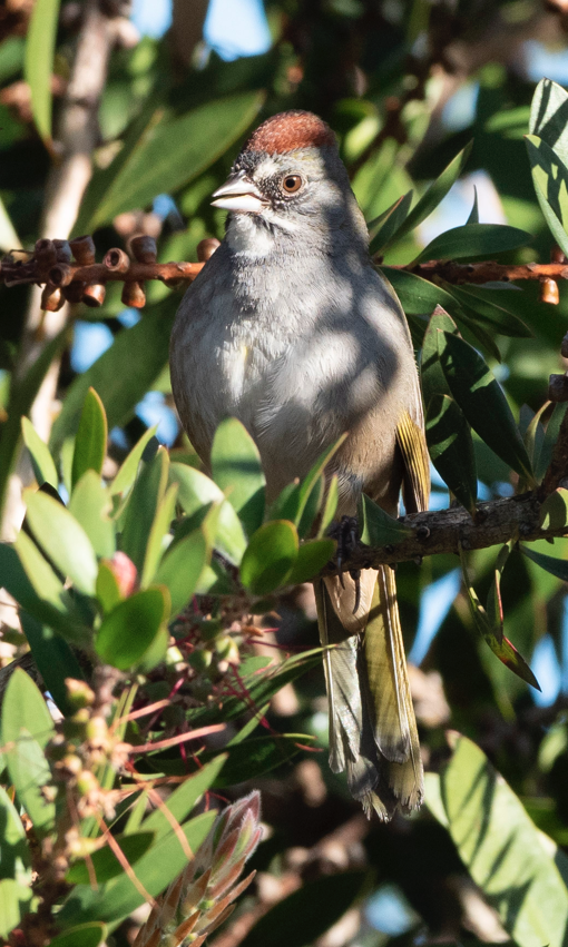 Green-tailed Towhee - ML142119901