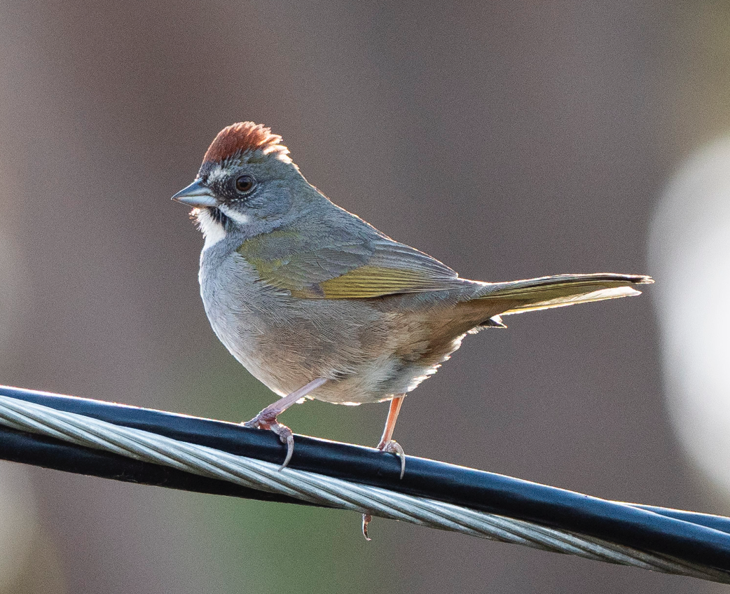 Green-tailed Towhee - ML142119911