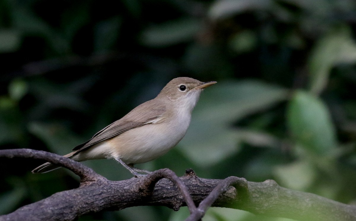 Western Olivaceous Warbler - Jay McGowan