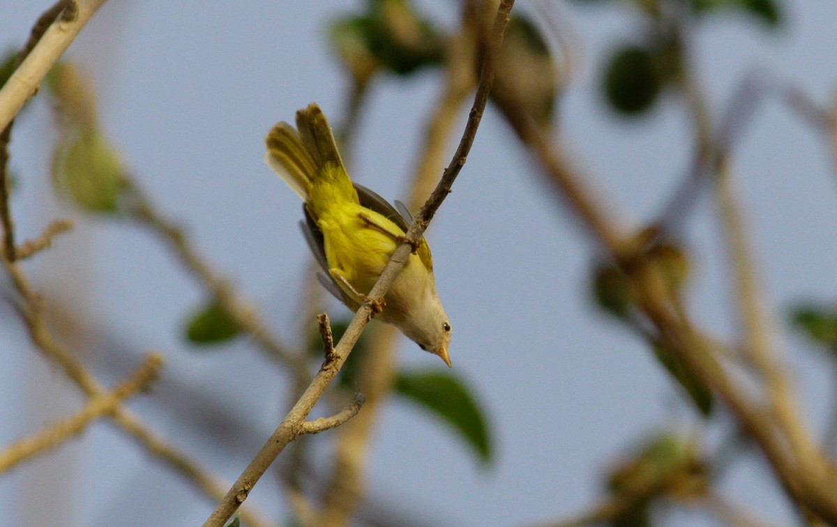 Eremomela Senegalesa - ML142121231