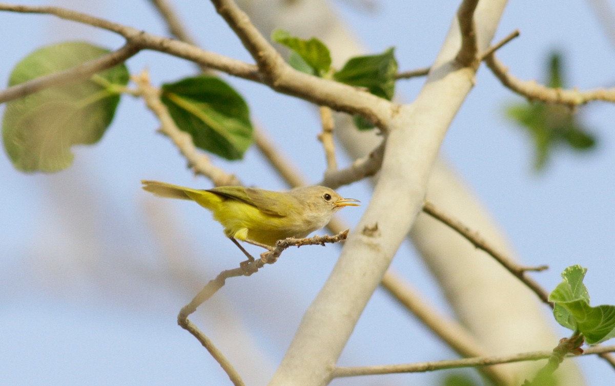 Eremomela Senegalesa - ML142121241