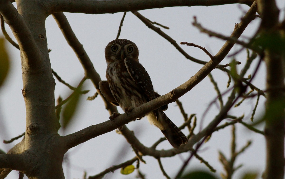 Pearl-spotted Owlet - Anton Liebermann