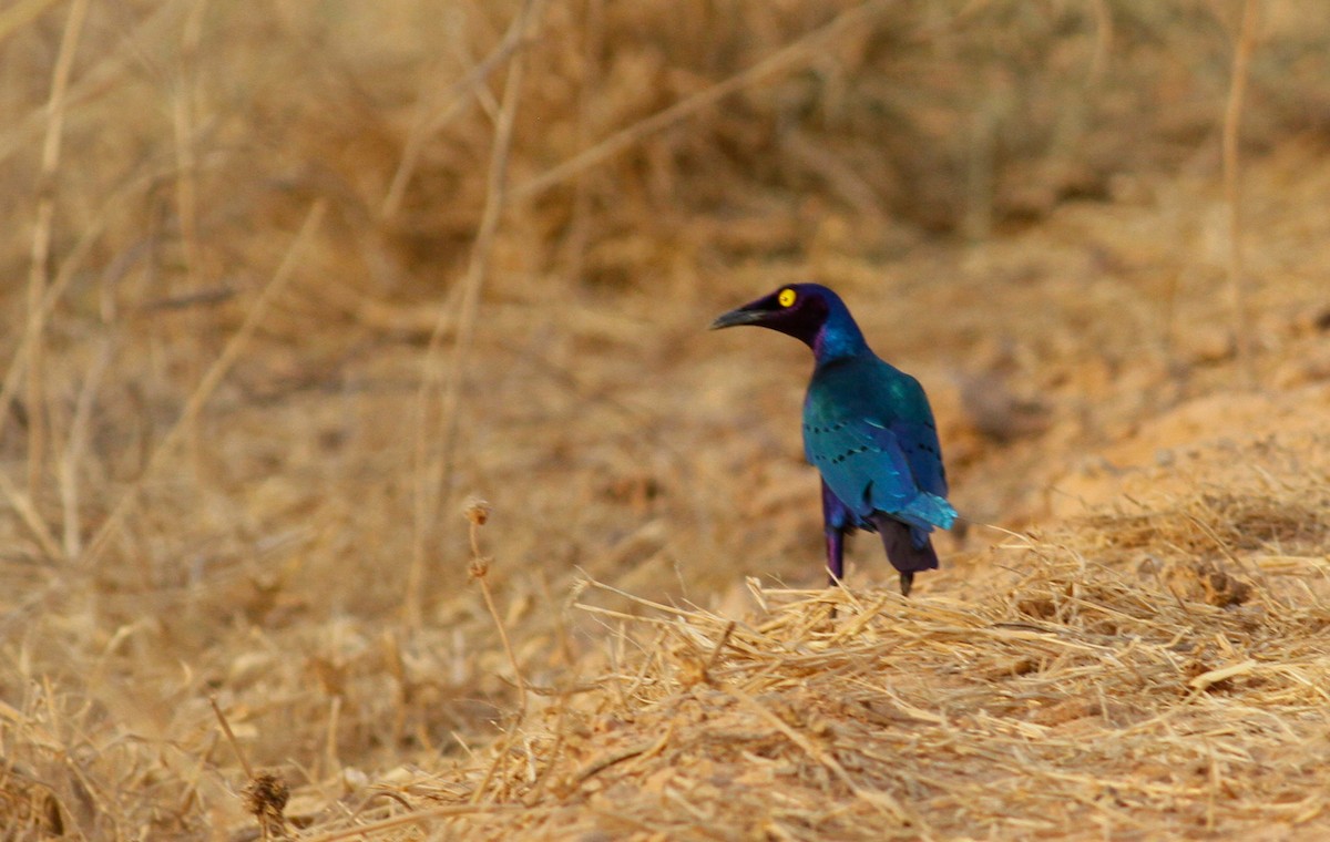 Purple Starling - ML142121361