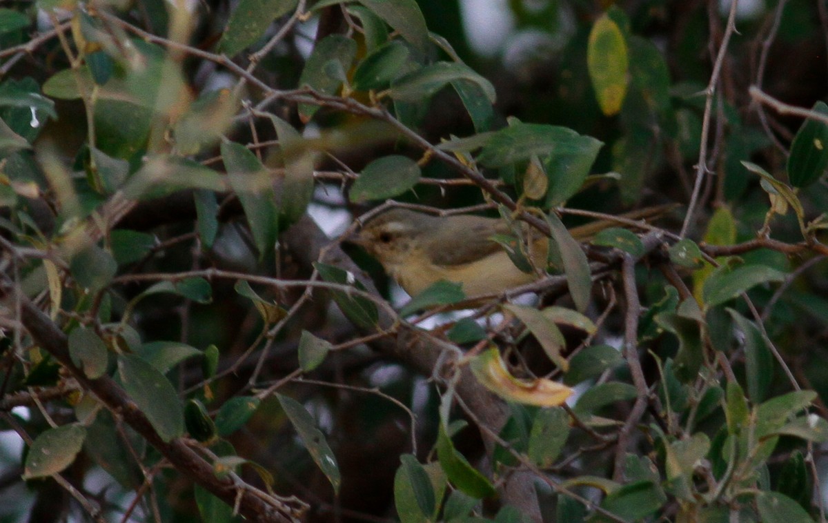 Prinia Modesta - ML142121421