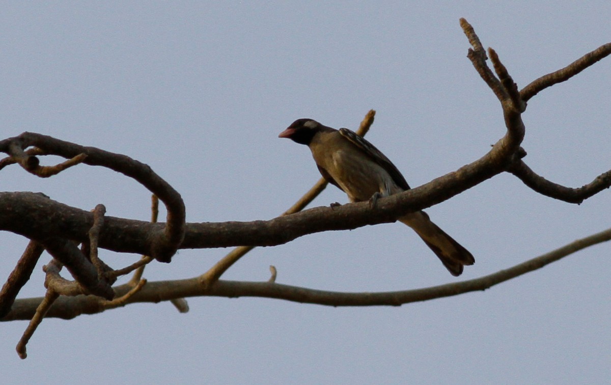 Greater Honeyguide - Anton Liebermann