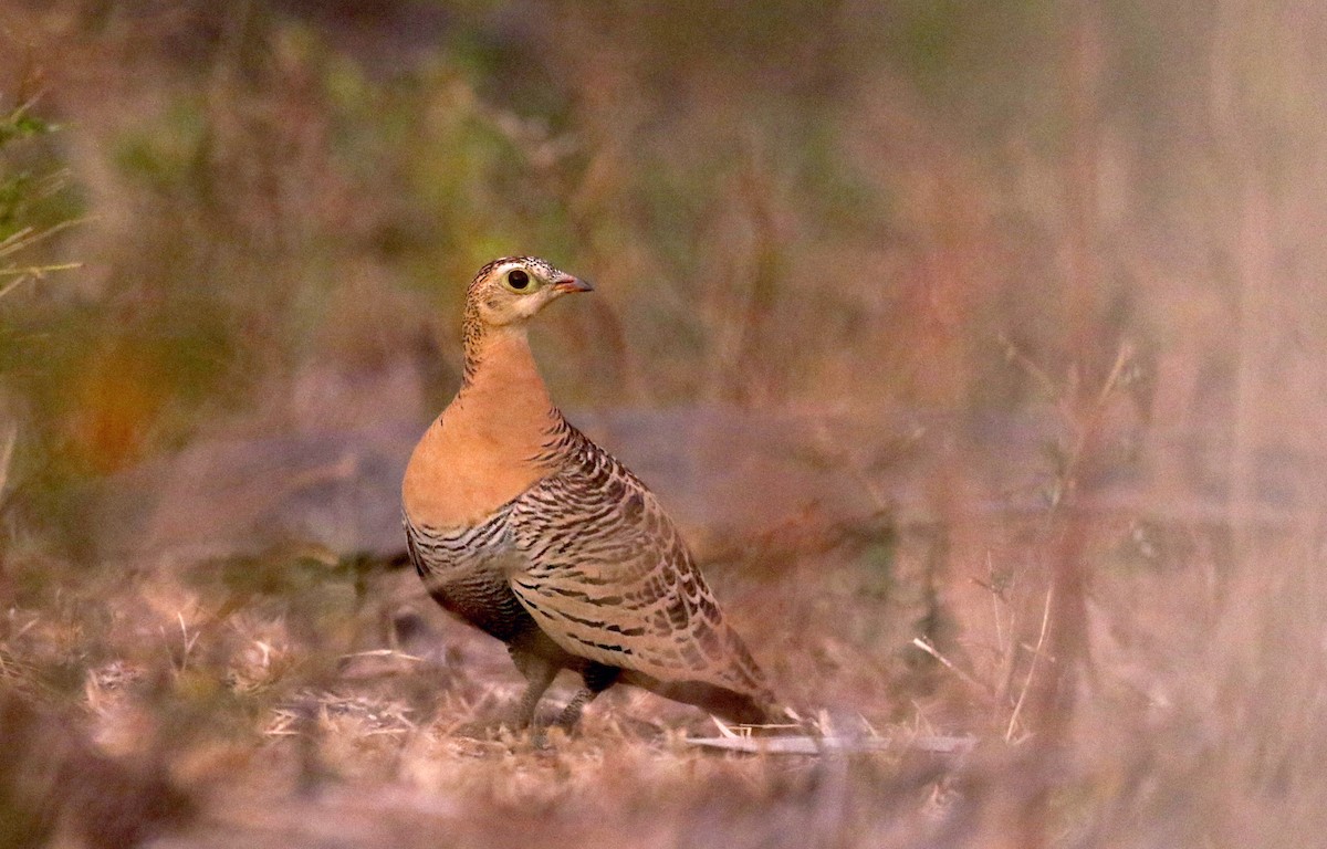 Four-banded Sandgrouse - ML142123211