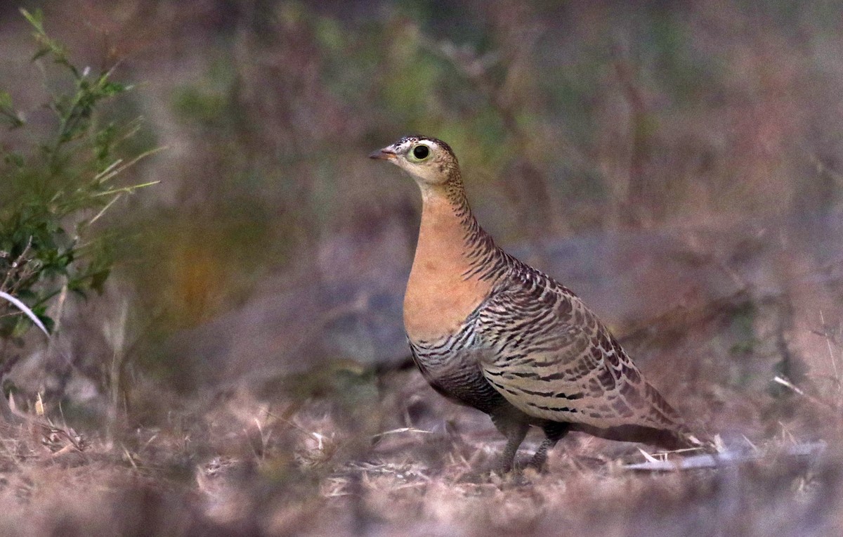 Four-banded Sandgrouse - ML142123321