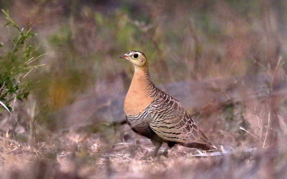 Four-banded Sandgrouse - ML142123331