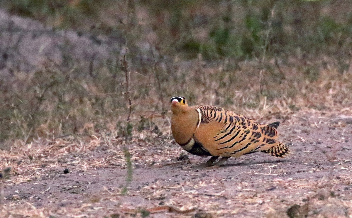 Four-banded Sandgrouse - ML142123371