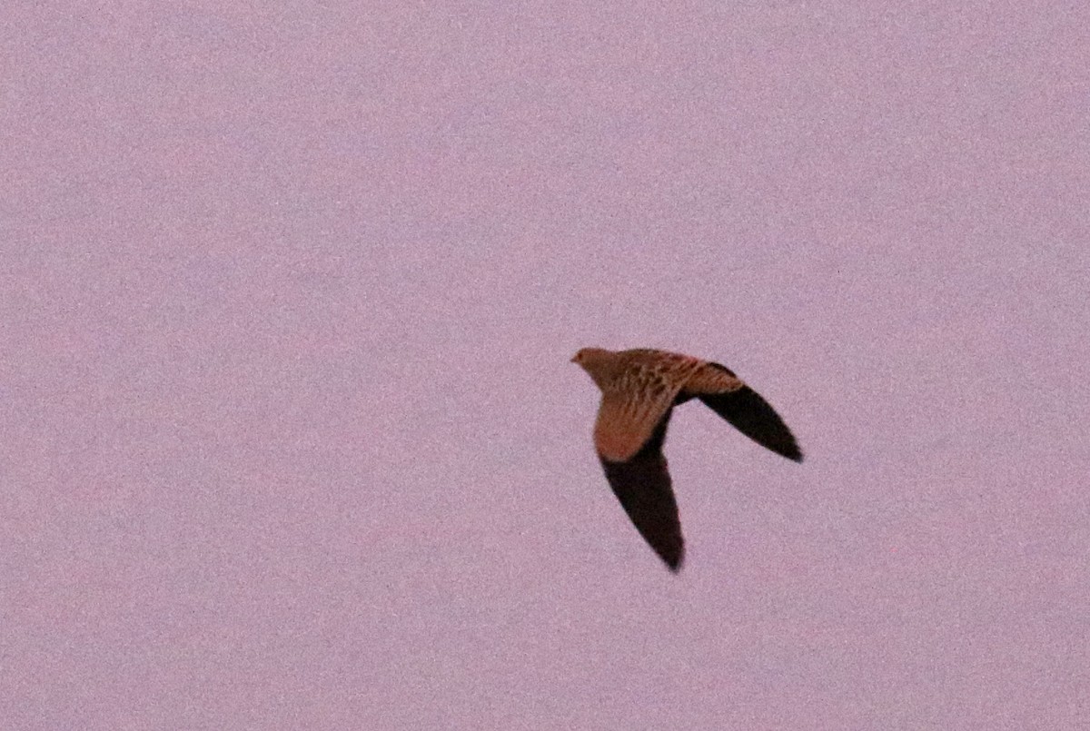 Four-banded Sandgrouse - ML142123391