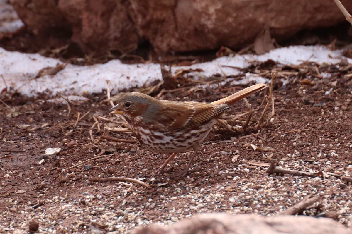 Fox Sparrow (Red) - Kathy Mihm Dunning